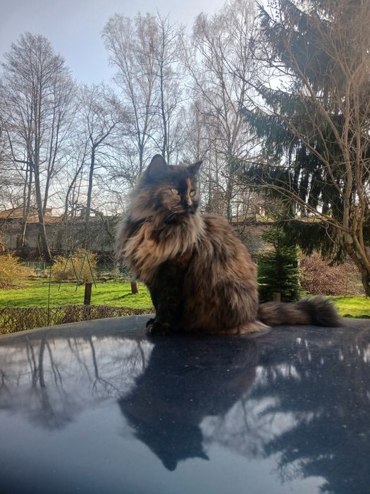 Zaginęła kotka Fox nagroda 3000 zł