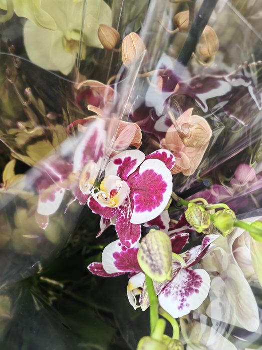 Sprzedam storczyki ,orchidee