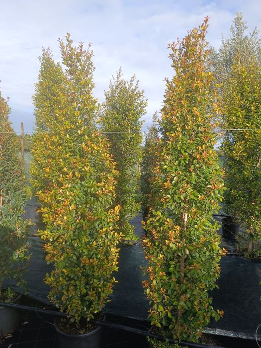 Vendo Eugénias vários tamanhos