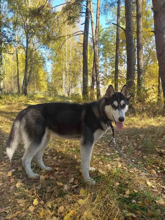 Цуценята   хаскі