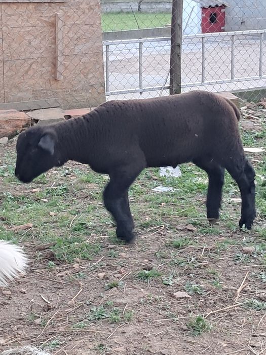Borrego suffolk cruzado de p3, de parto duplo