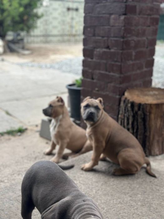 Американский булли