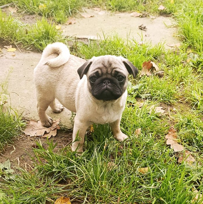 Mops szczenie  z rodowodem