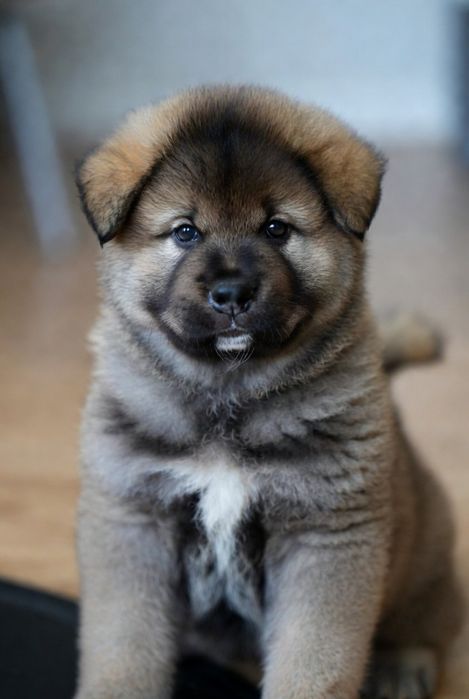 Цуценята акіта- наявність