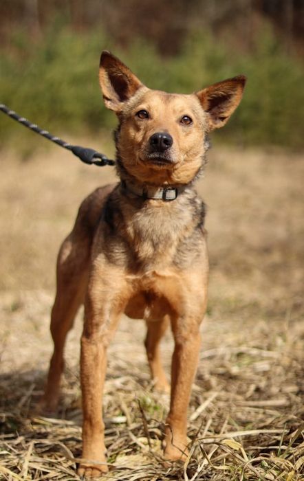 Młody, nieśmiały piesek szuka domu  / do adopcji