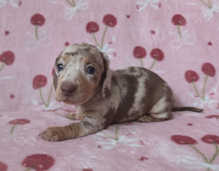 Jamnik miniaturowy suczka