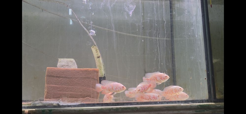 Vendo oscares ,tigre ,red bronze, tigre albino ,red chili