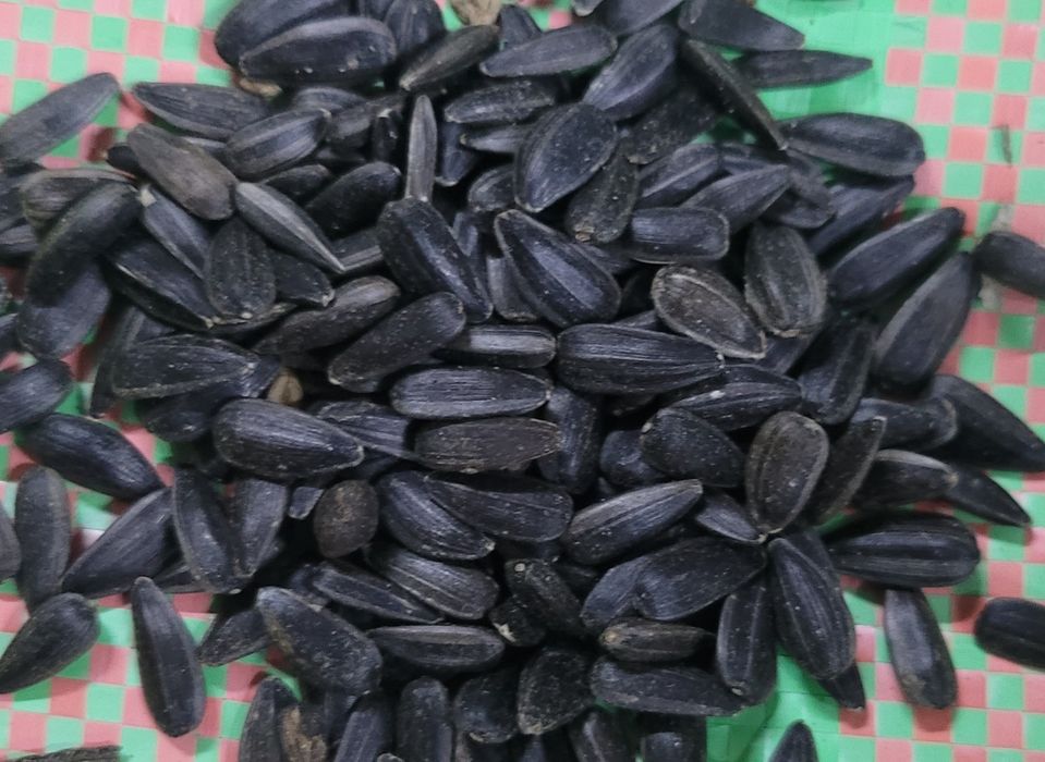 Słonecznik czarny WYSYŁKA worki 20kg i 25kg dla ptaków