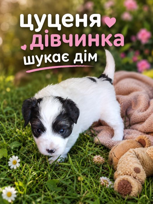 Цуценя дівчинка шукає дім та люблячу родину