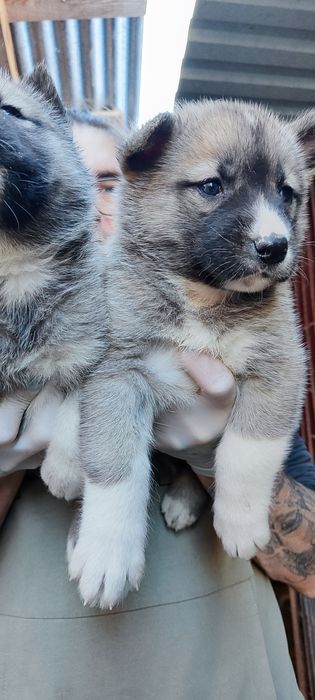 Американська акіта