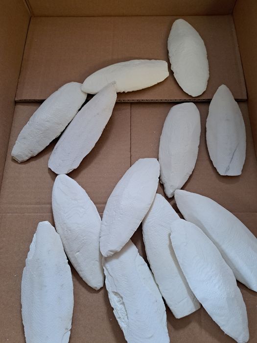 SEPIA NATURALNA 12-15cm, 3 zł/szt, 20szt za 60zł papuga,ślimak,żółw