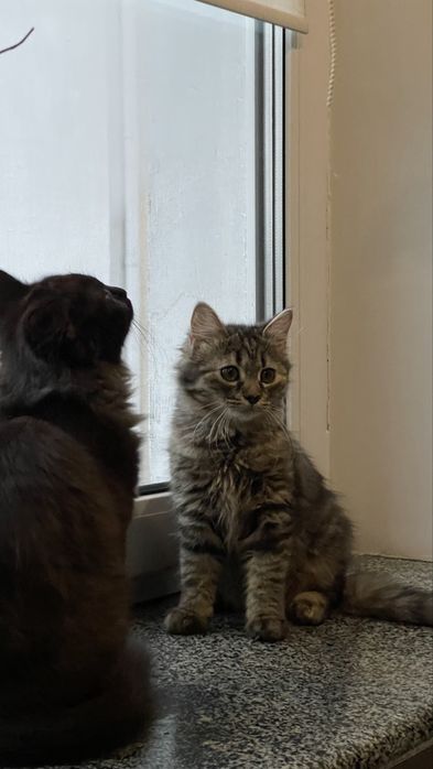 Кошенята, котики