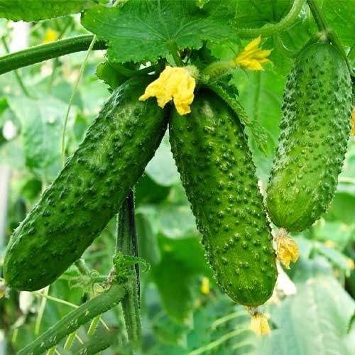 Насіння огірка Амур F1 Amour F1 Семена огуреца