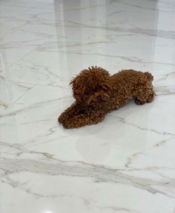 ROYAL RED TOY POODLE | В’язка | 1,8 КГ | Чернівці