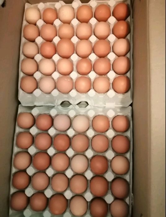 Яйце інкубаційне Ломан Браун Угорщіна