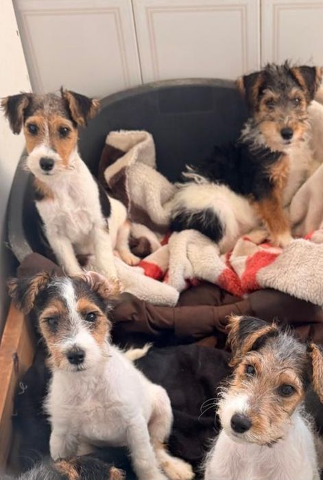 Fox Terrier (pelo cerdoso)