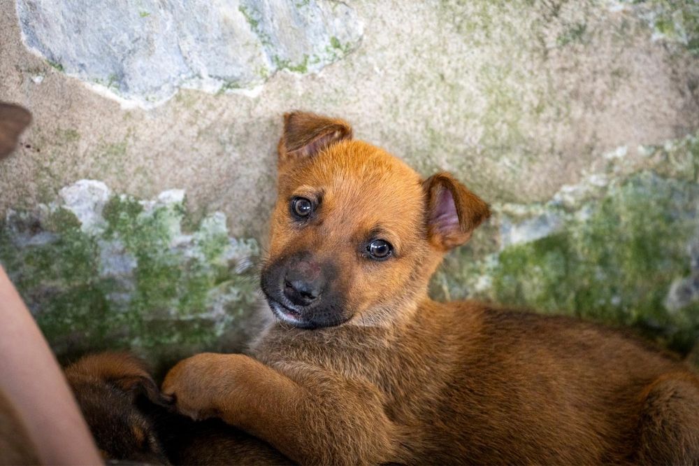 6 cachorros com 2 meses procuram família para a vida