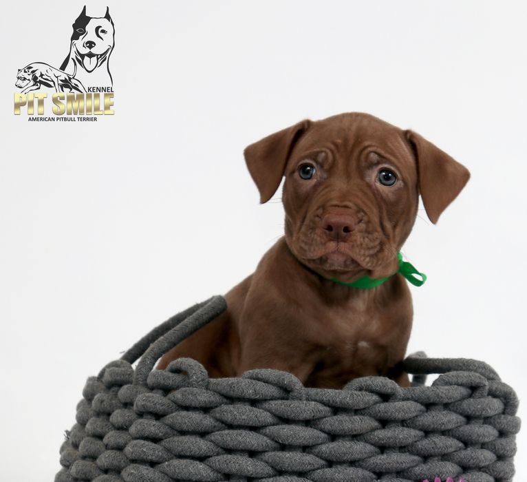 Американський Пітбультер'єр.Пітбуль