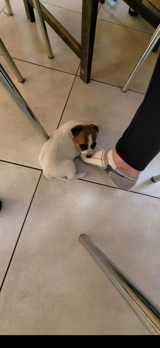 Jack Rusel Terier malutkie