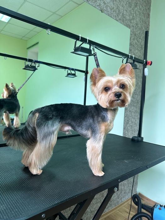 Грумінг собак,Кропивницький