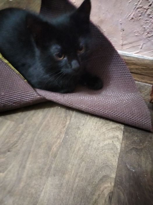 Отдам котят в хорошем руки