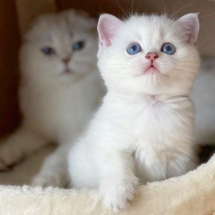 Продам красивых котят