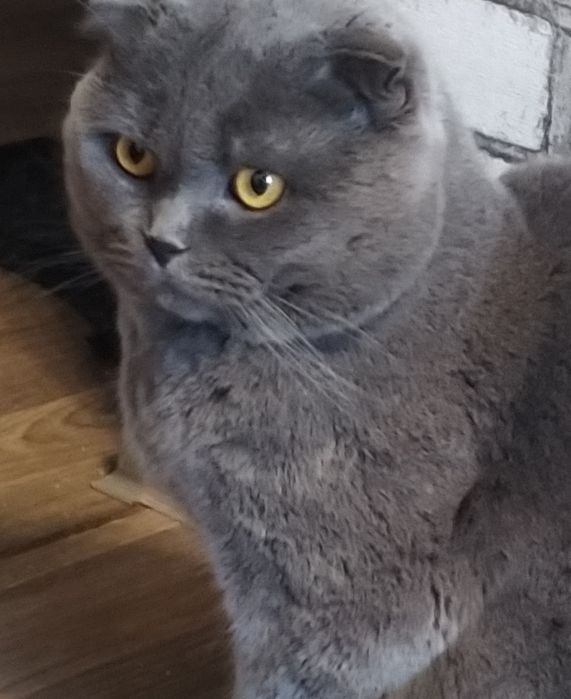 Кот вислоухий.вязка