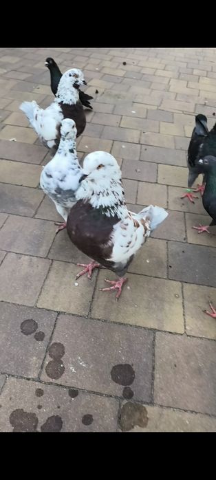 Sprzedam gołębie