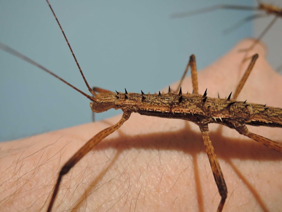 straszyki, patyczaki straszyk kolczasty Neohirasea maerens  L4-L6