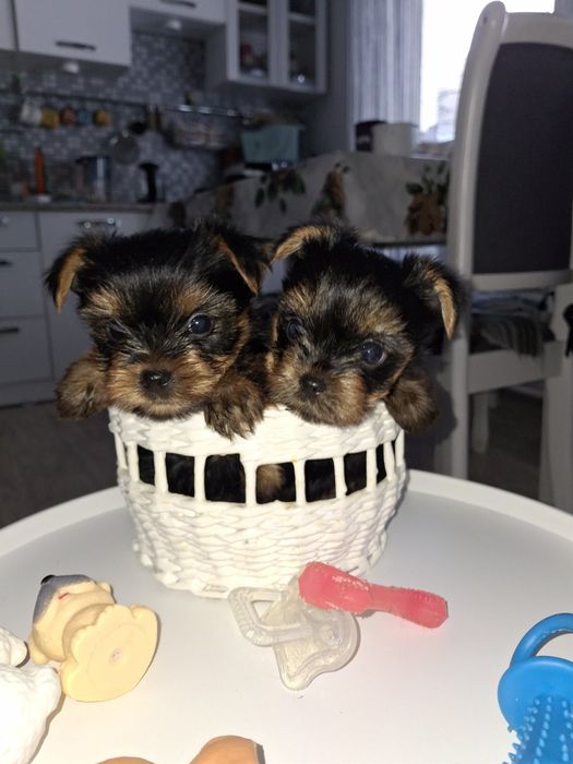 Срочно продам щенков Йорка.