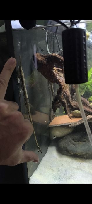 Farlowella accus adultas