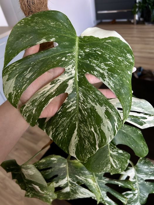Monstera vargiegata