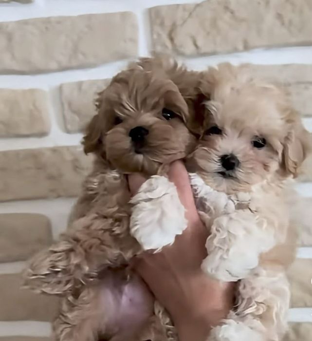 Малюки великий вибір