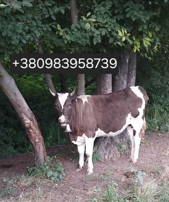 Продається телиця