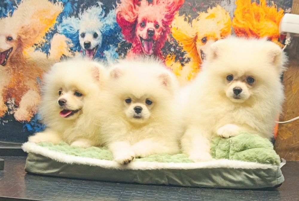 Померанський шпіц малюки