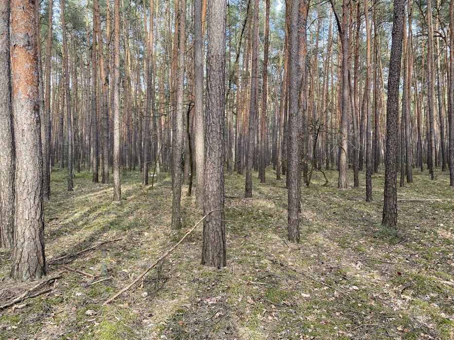 Działka leśna 2500 m² z warunkami zabudowy Osiedle Wilga pod Warszawą – pohled 5