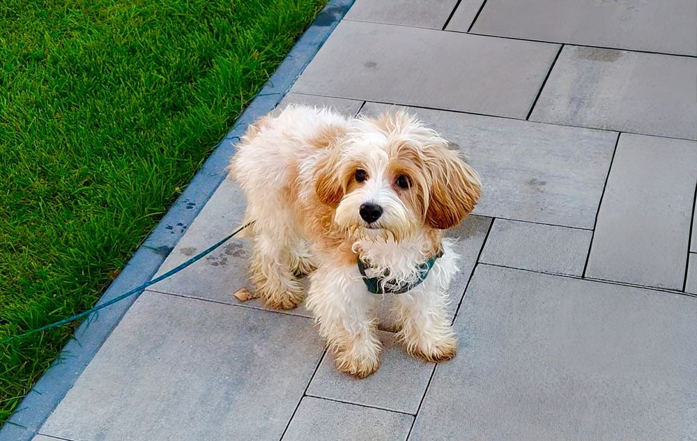 Maltipoo piękny piesek pudel toy