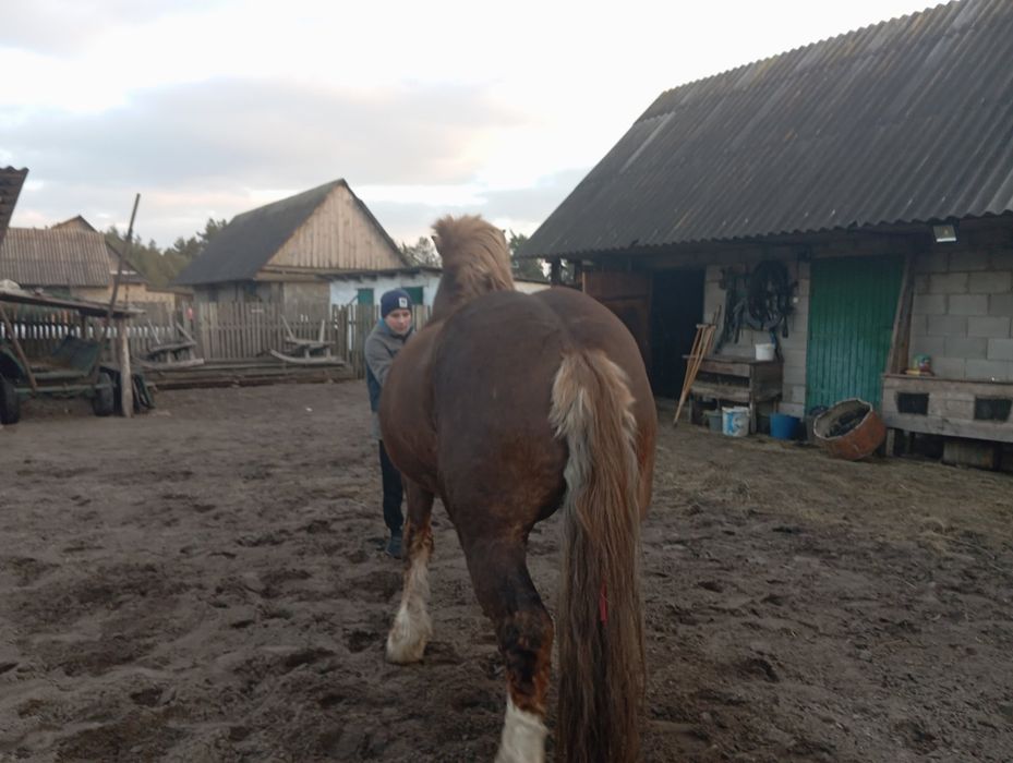 Продам жеребця з документами