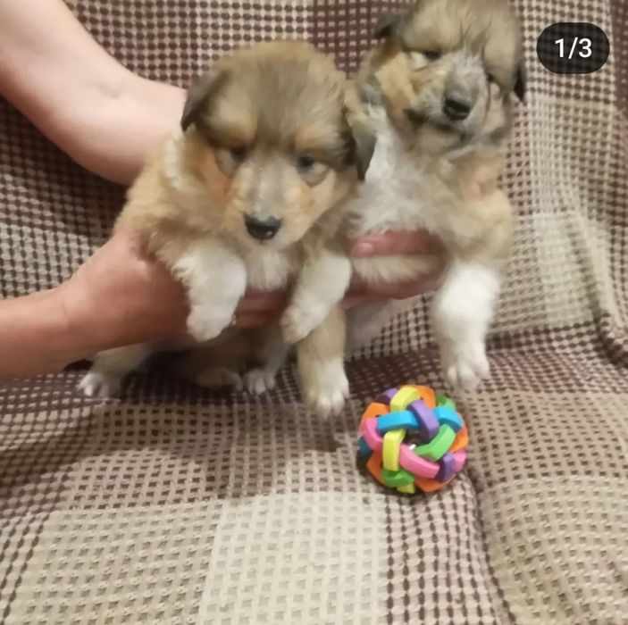 Колли КСУ на вязку