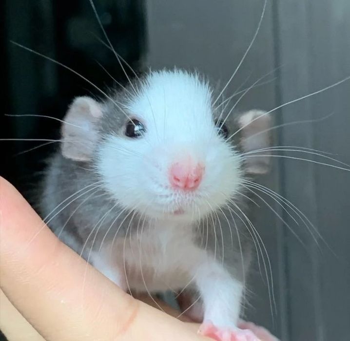 Крысята / крыса / крыска