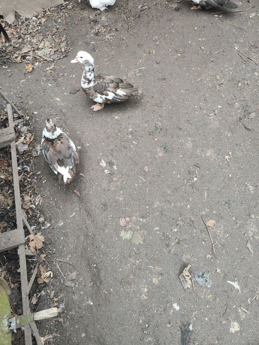 Індоутки, індоутаки