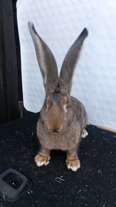 KROLIKI Belgijskie Sprzedam