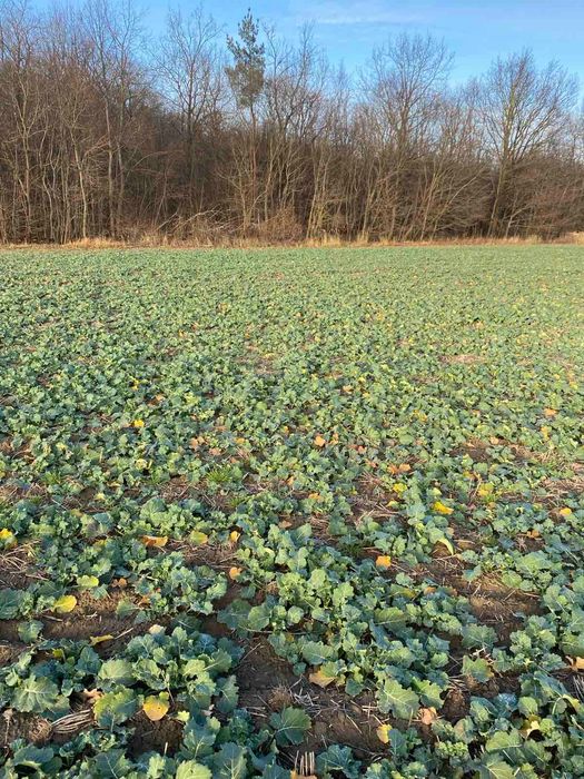 Продам пай 4 га Порозове, казковий краєвид, оточений лісом