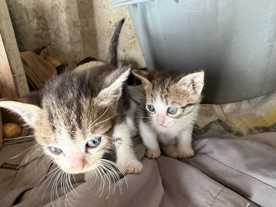 Dão-se 4 gatinhos