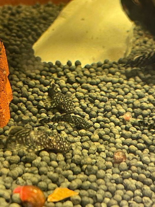 Peixes Ancistrus - Jovens