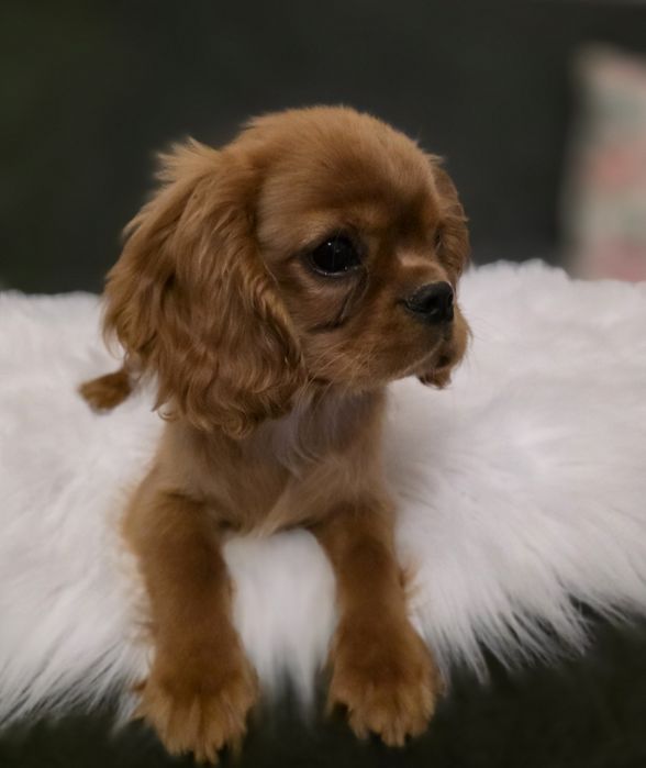 Samczyk Cavalier King Charles Spaniel