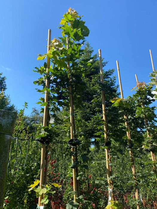 Klon zwyczajny Columnare 180-280 cm