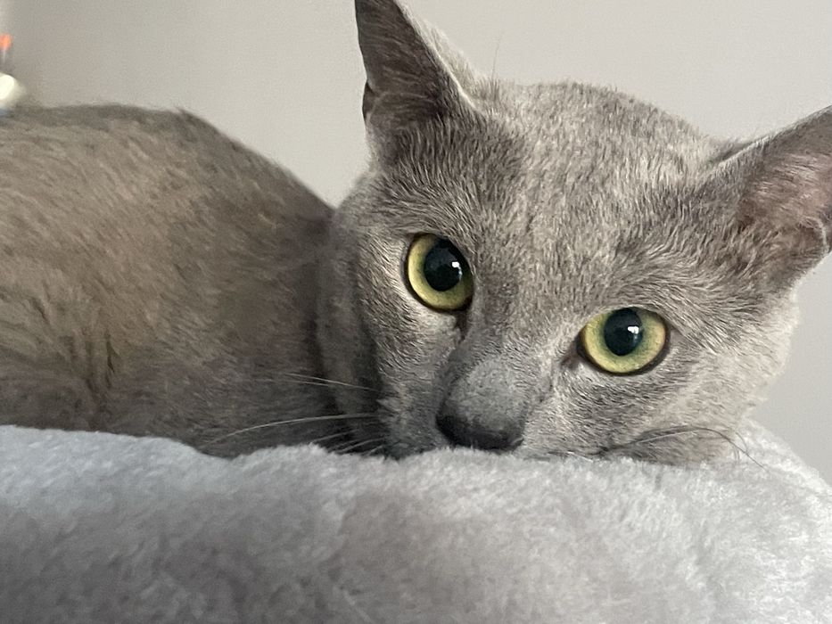 Kocurek Rosyjski Niebieski JACK