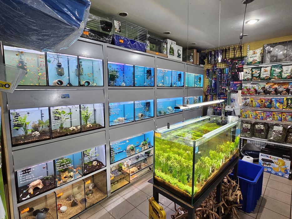 Miedzik już od 4.50/szt