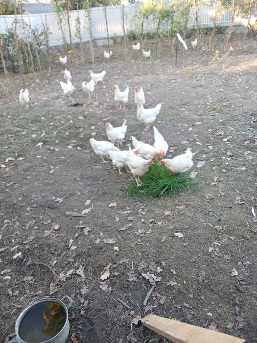 Гарні домашні кури.